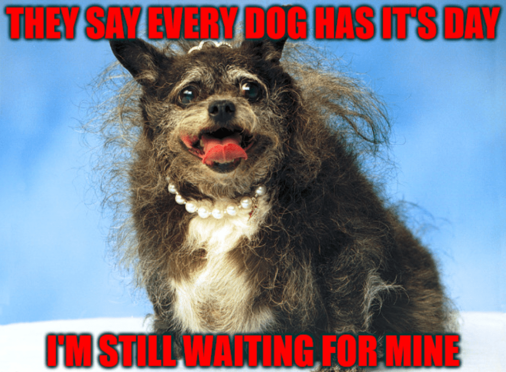 Every dog has his day (meme)